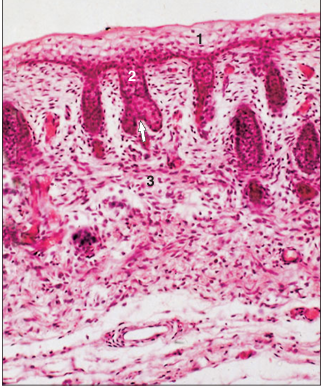 <p>name of histologic slide:</p><p>Specie:</p><p>Parts</p><p>1.__ 2.__ 3.__</p><p>Stain used:</p>