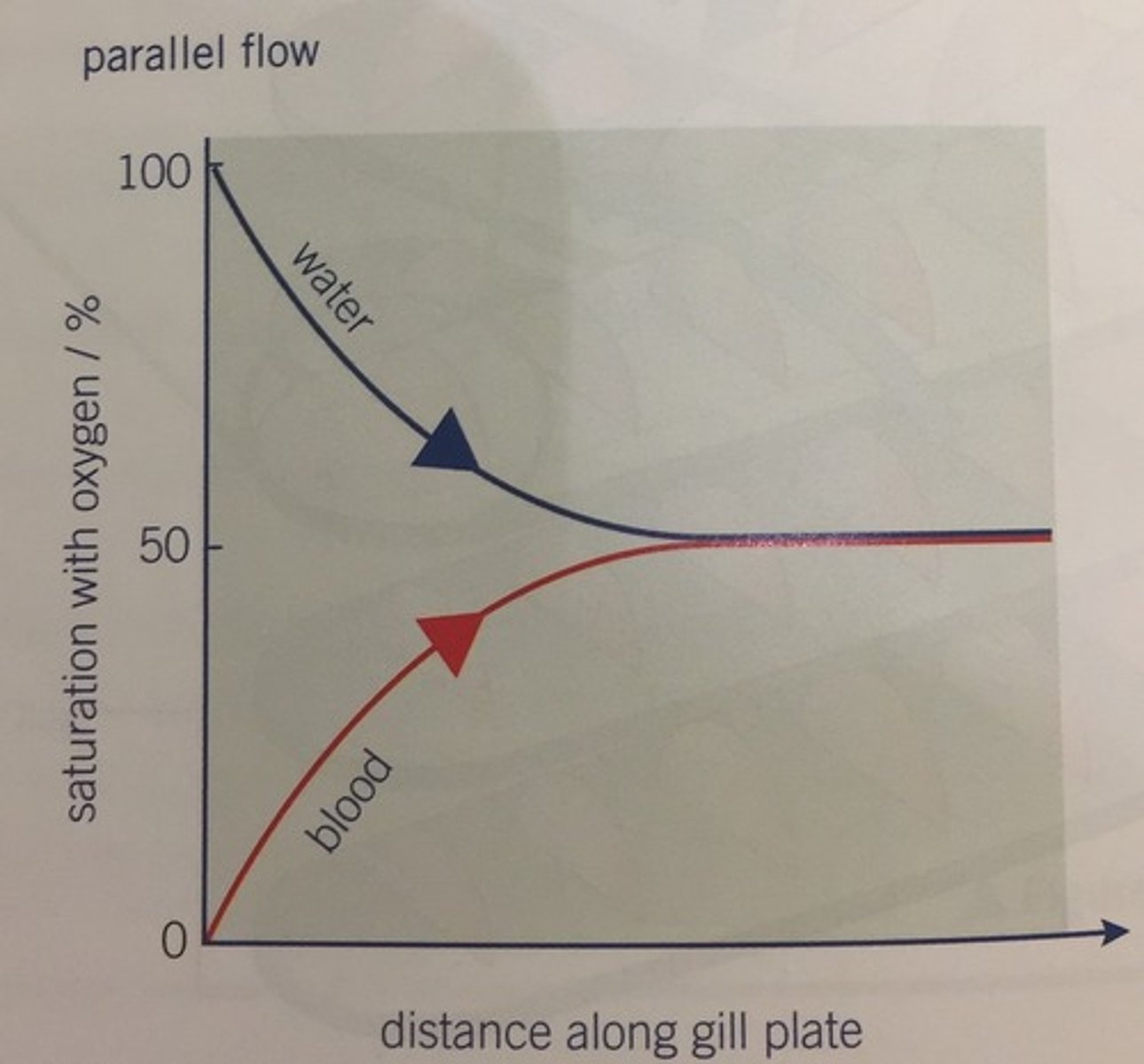 <p>- If parallel flow, equilibrium would be reached so oxygen wouldn't diffuse into blood along the whole gill plate.</p><p>- Direction of water flow and direction of blood flow are the same.</p>