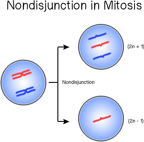 <p>Failure of homologous chromosomes or sister chromatids to separate during meiosis or mitosis, resulting in an abnormal distribution of chromosomes in daughter cells.</p>