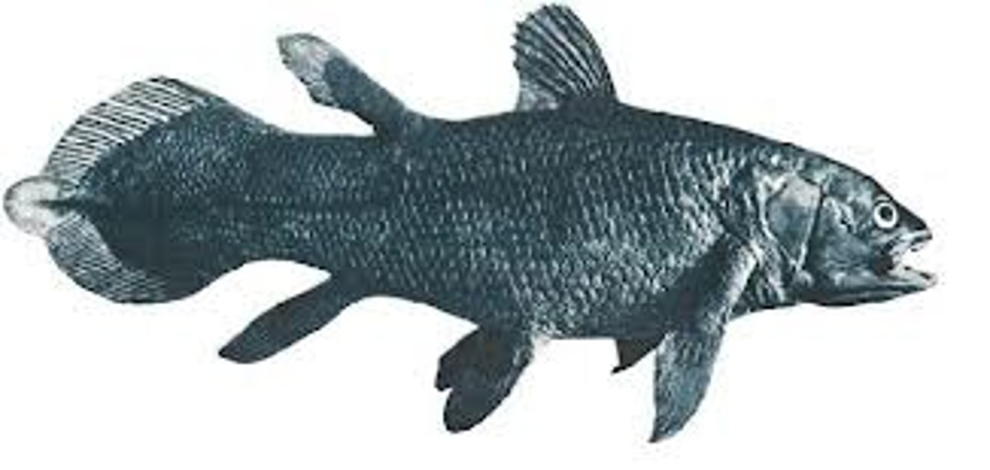 <p>coelacanths</p>