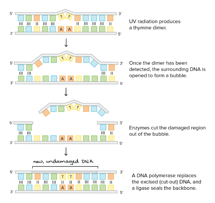 <ul><li><p>= nucleotide excision repair</p></li></ul><p></p>