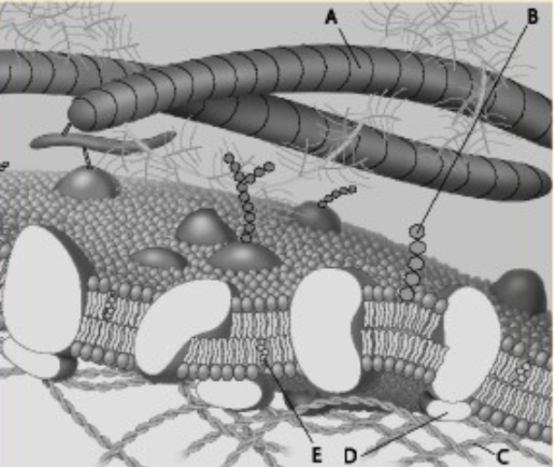 <p><span>Which component is cholesterol?</span></p><ol><li><p>B</p></li><li><p>C</p></li><li><p>D</p></li><li><p>E</p></li></ol><p></p>
