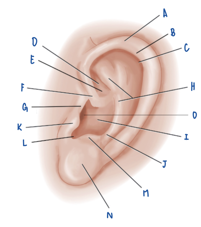 <p>Name the Part of the Pinna labeled F</p>