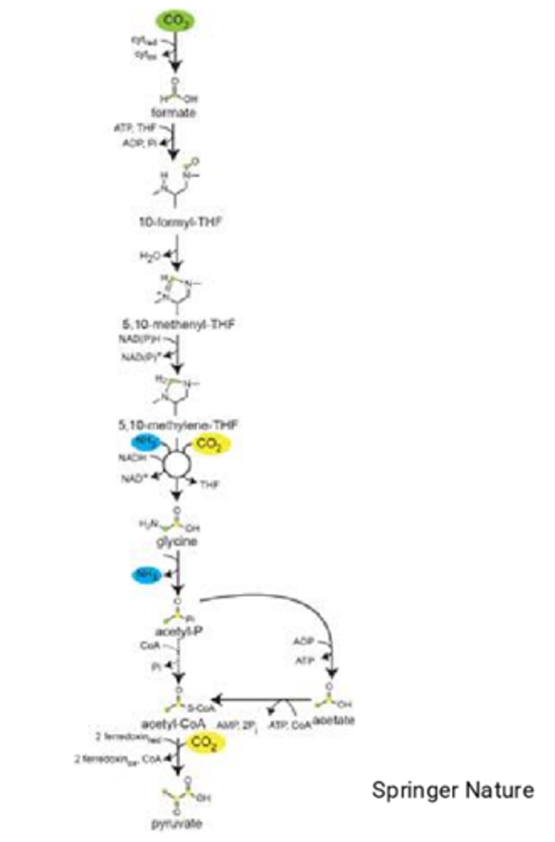 <p>Reductive glycine pathway</p>