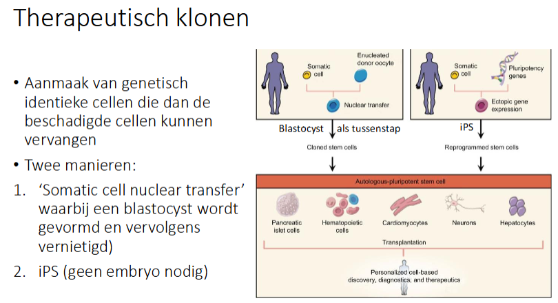 <p>SCNT</p><p>iPS (geen embryo nodig)</p>