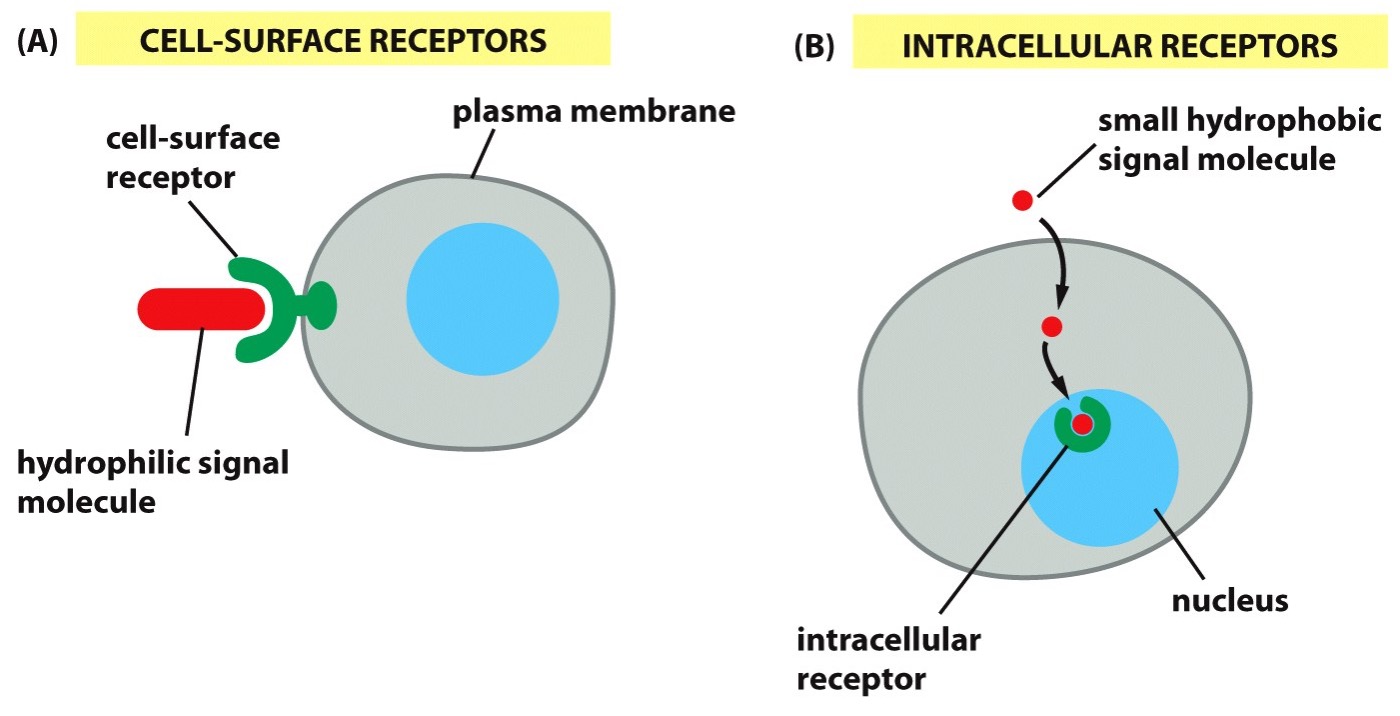 <p>Red shape - Hydrophilic signal Molecule</p><p>Green- Cell Surface Receptor </p><p>-Gray Area- Plasma Membrane</p>