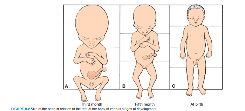 <p>During the second half of intrauterine life, weight increases considerably, particularly during the last 2.5 months, when 50% of the full-term weight (approximately 3,200 g) is added. During the sixth month, the skin of the fetus is reddish and has a wrinkled appearance because of the lack of underlying connective tissue. A fetus born early in the sixth month has great difficulty surviving. Although several organ systems are able to function, the respiratory system and the central nervous system have not differentiated sufficiently, and coordination between the two systems is not yet well established. By 6.5 to 7 months, the fetus has a CRL of about 25 cm and weighs approximately 1,100 g. If born at this time, the infant has a 90% chance of surviving. Some developmental events occurring during the first 7 months are indicated in Table 8.2.</p>