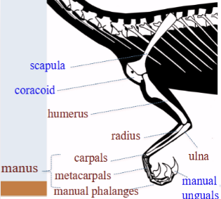 knowt flashcard image