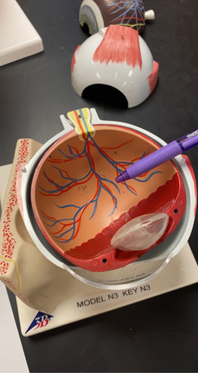 <p>all of the open space</p>