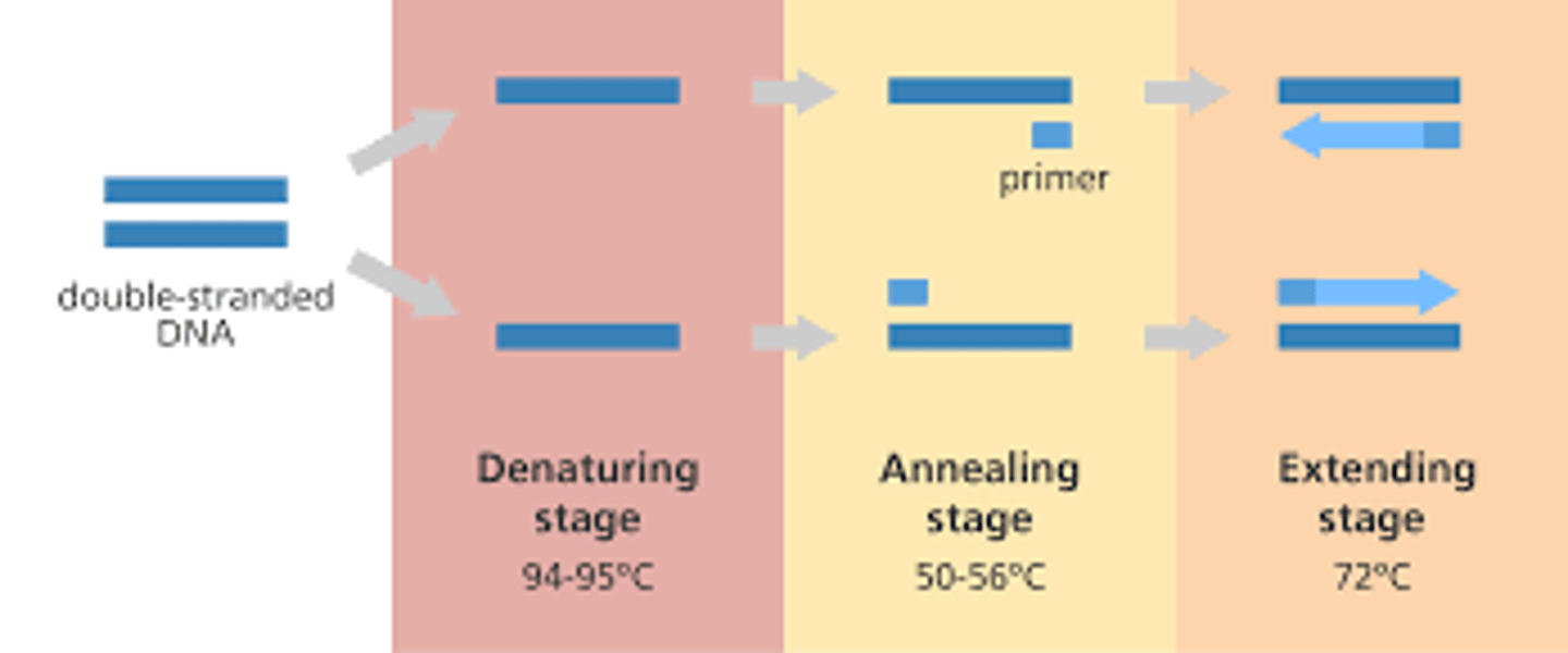 <p>denaturation= hydrogen bonds btwn 2 dna strands are broken</p><p>annealing= formation of hydrogen bonds btwn 2 single strands of DNA</p>