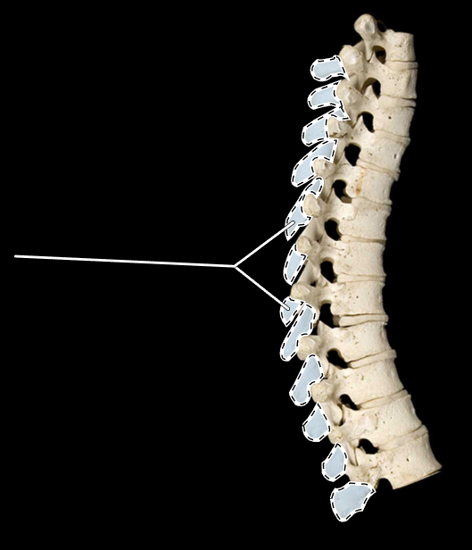 <p>What part of the vertebra is highlighted?</p><p>What region of the vertebral column is this?</p><p>(Lateral view).</p>
