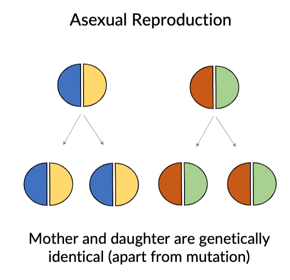 <p>asex (asexual reproduction)</p>