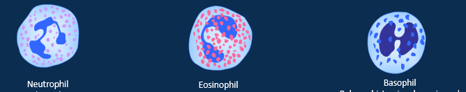 <ul><li><p>Neautrophil= first responders, phagocytosis and release toxins</p></li><li><p>Eosinophil= manages allergic reactions and parasitic infections, releases cytotoxins, proteins and lysozymes</p></li><li><p>Basophil= releases histamine, heparin and serotonin during inflammation and allergic reactions. closely related to mast cells</p></li></ul><p></p>