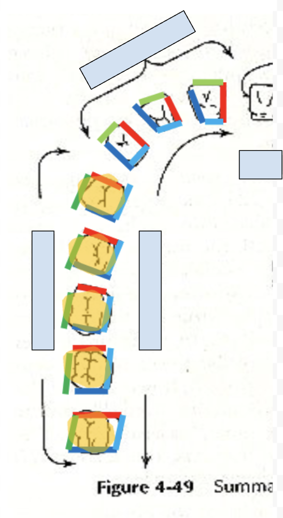 <p>side of tooth toward middle teeth (red)</p>