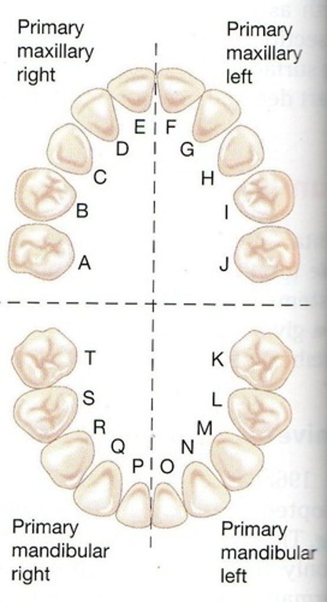 <p>20 teeth named A-T</p>