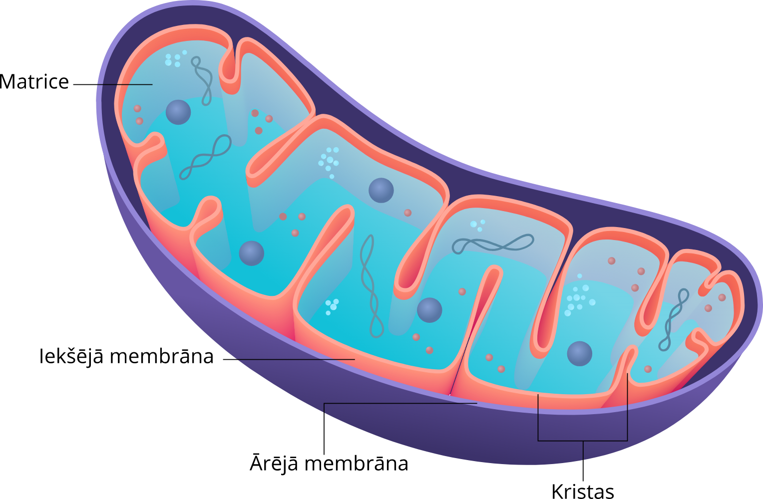 <p>Ārējā mebrāna</p><p>kristas</p>