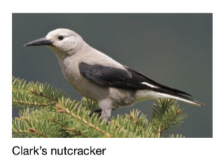 The selection that nutcrackers and squirrels exert on pines varies among populations