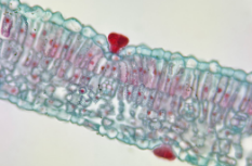 <p>Identify the image</p>