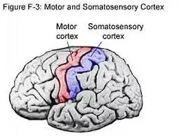 <p>? = Sensory/Afferent neurons</p><p>? = Motor/Efferent neurons</p>