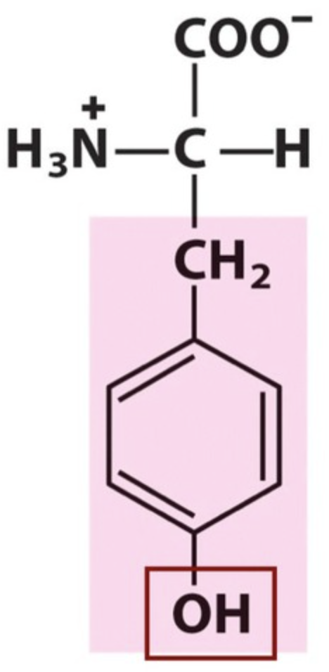 <p>Name the amino acid.</p>