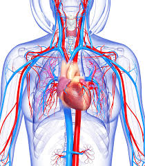 <p>deliver oxygen and nutrients, equalize temperature</p>
