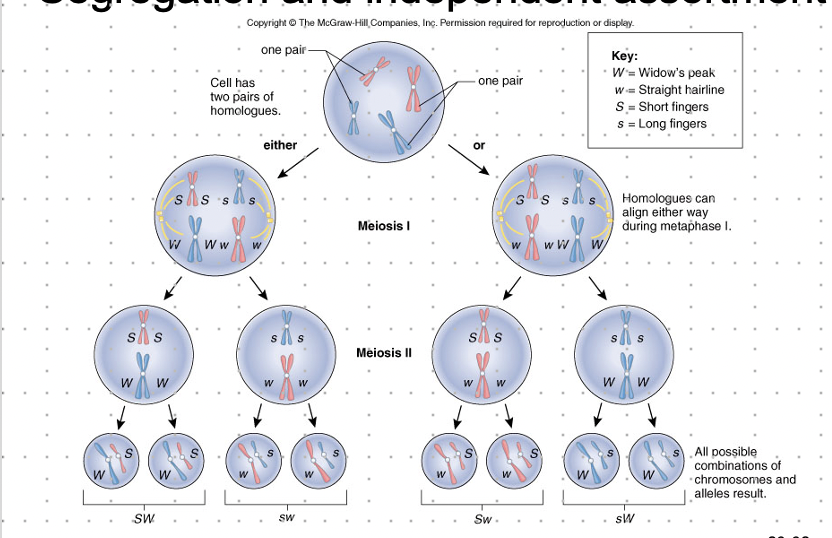 <p>-alleles of 2+ different genes are sorted independently of other genes.</p><p>-whichever allele is received by a gamete for 1 gene doesn’t affect which allele for a different trait is received</p><p>-gamete can receive any possible combo of alleles</p>