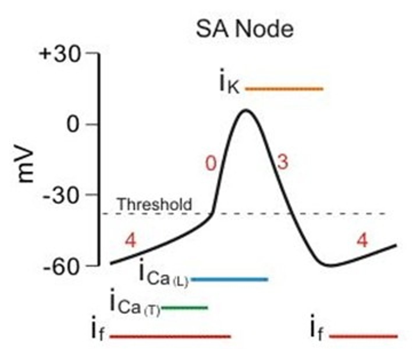 <p>Slow depolarizing current through Ca2+ channels</p>