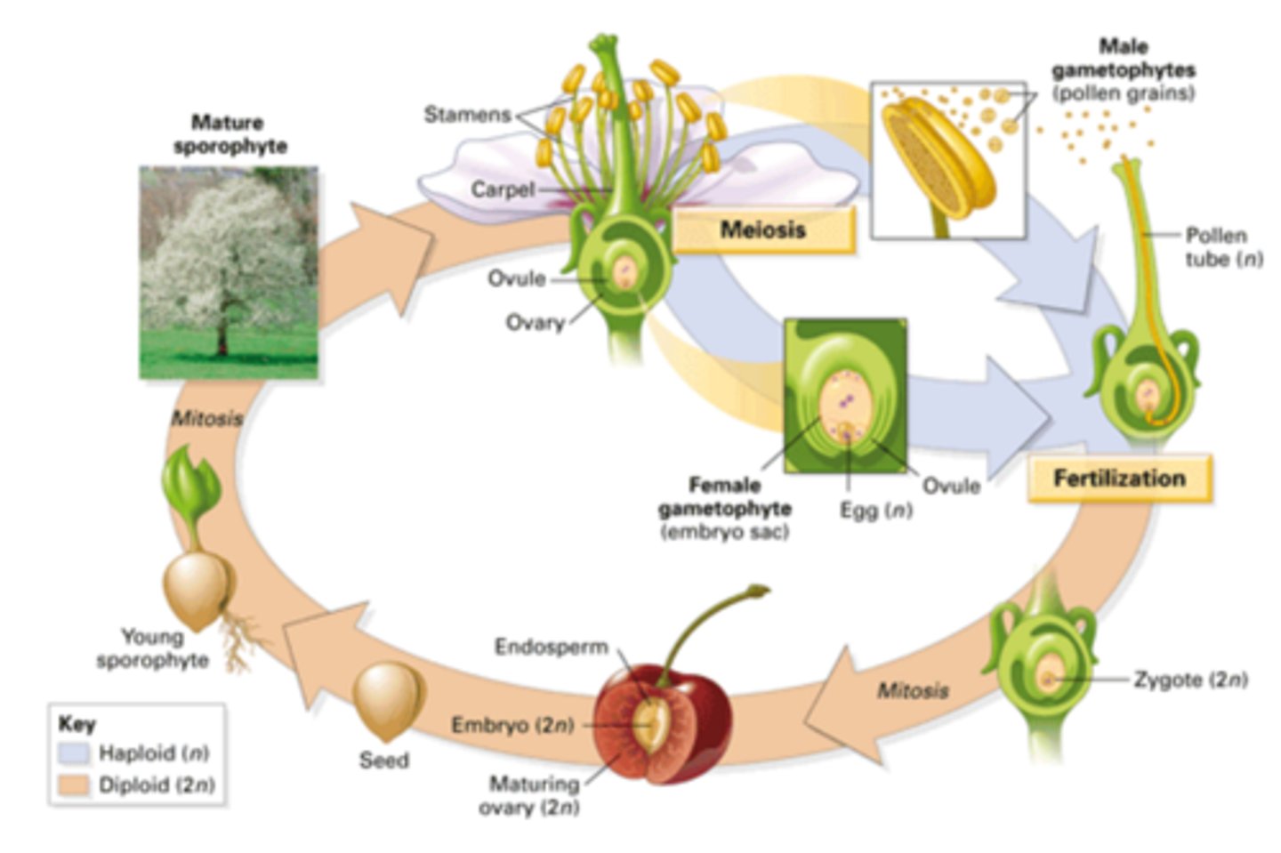 <p>A type of sexual reproduction in plants in which the sperm (pollen) and egg fuse to form a genetically unique zygote (also called pollination)</p>
