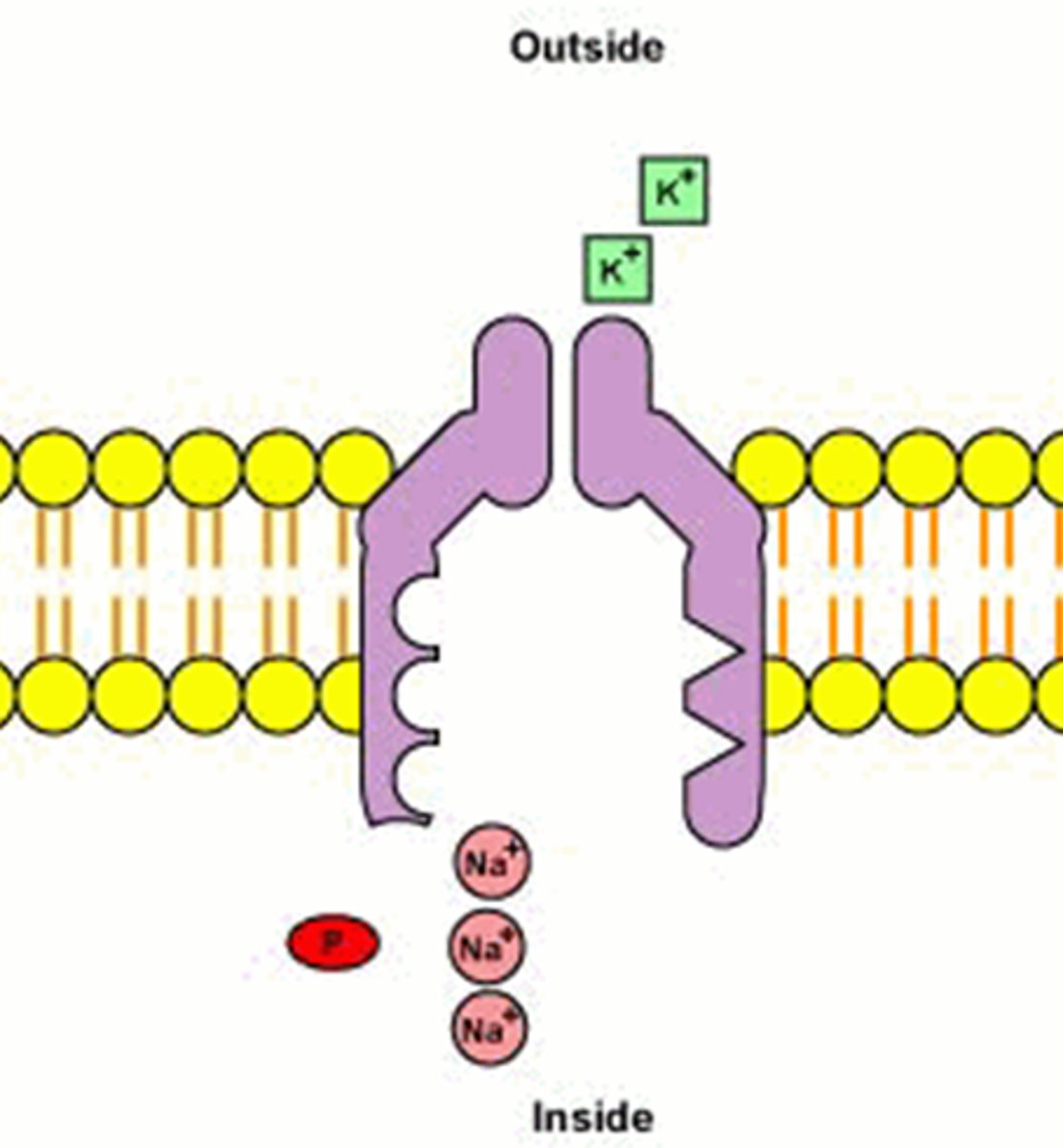 <p>ATP (energy) is used to pump sodium ions outside of the cell and potassium ions inside the cell.</p>