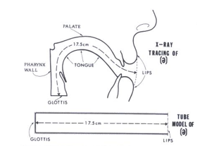 <p>Model of the pharyngeal-oral tract</p><ul><li><p>Vowel shaping by the configuration of the pharyngeal-oral tract.</p></li><li><p>Tube model: resonate the vocal sound</p></li></ul><p></p>