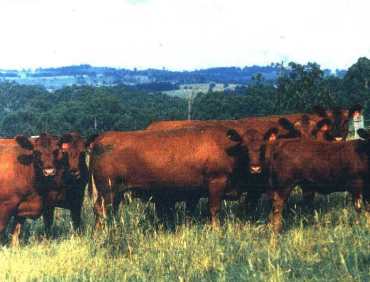 <p>Identify the breed, type, and country of origin</p>