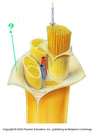 <p><span><span>Identify the indicated connective layer of a nerve</span></span></p>