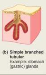 <p>Glands with several tubular secretory portions branching from single duct.</p>