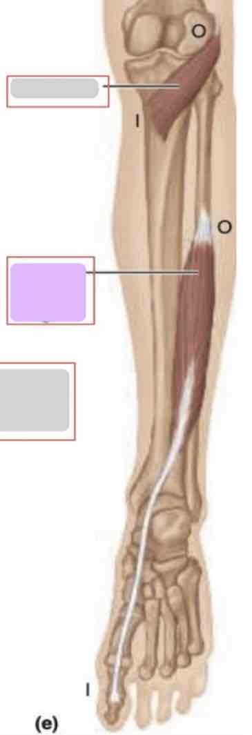 <p>Posterior leg (deep)</p>