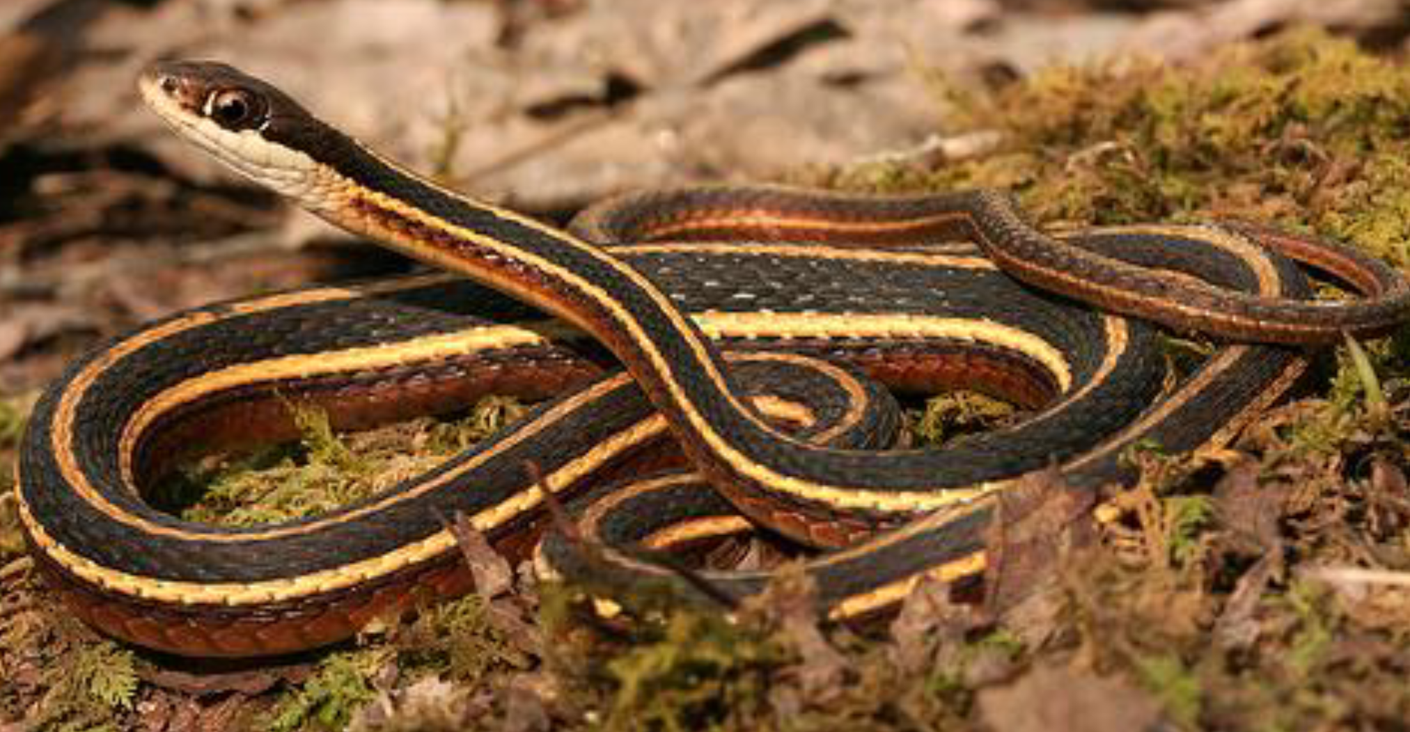 <p><span>what is this and what are its habitat and diet preferences</span></p>