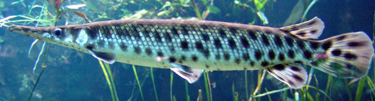 <p>What fish is this and how do you know</p>