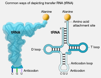 <p>transfer RNA (tRNA)</p>