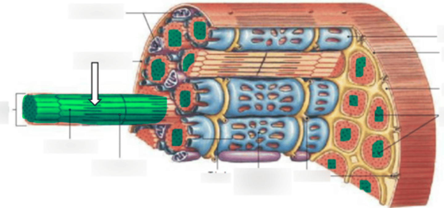 <p>name the structure</p>