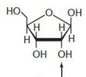 <p>pentose in RNA</p>