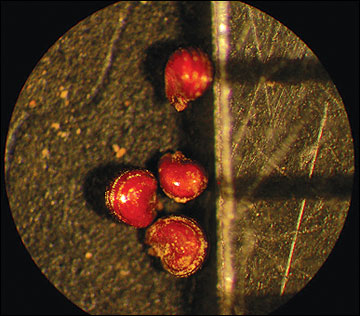Mollugo verticillata
