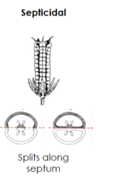 <p>Septicidal capsule</p>