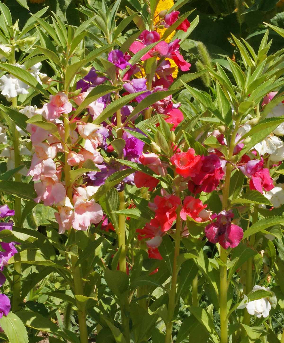 <p>Flowers along stalk, seed pods pop open</p>