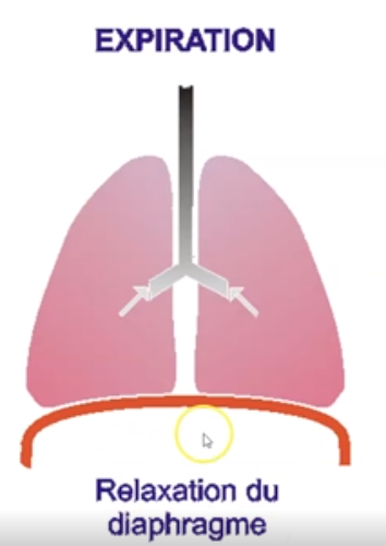 <p>the dome-shaped skeletal muscle that forms the floor of the thoracic cavity</p>