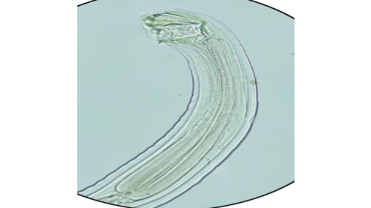 <p>Hookworm species with 3 pairs of teeth that infects the SI of felids only </p>