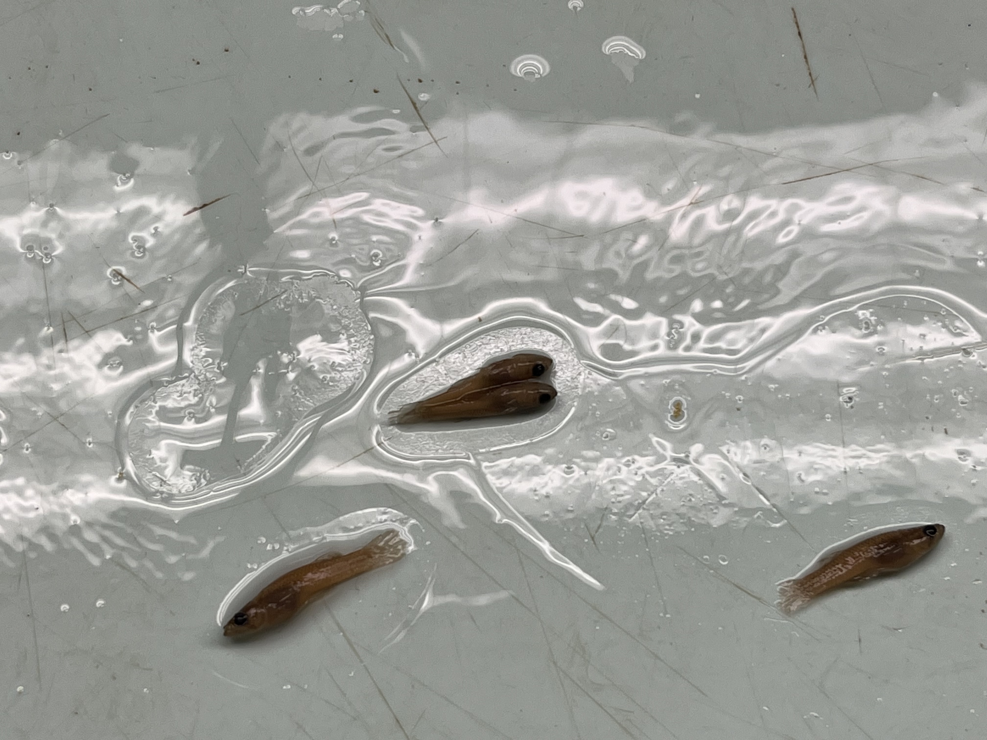 <p>Teardrop marking under eye, male specimens have gonopodium</p>