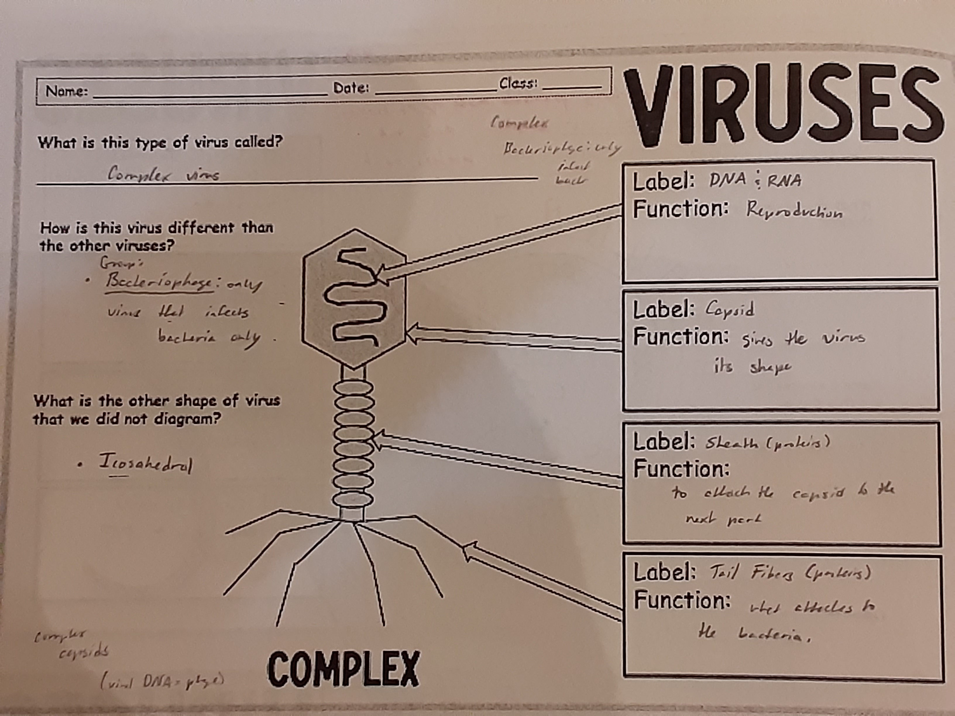 Bacteriophage