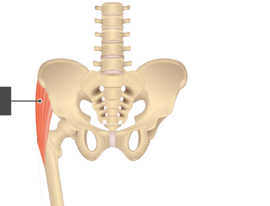 <p></p><p>origin: anterior superior iliac spine</p><p>insertion: iliotibial tract</p>