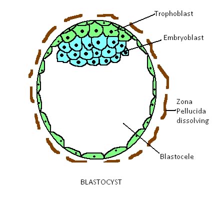 <p>Trophoblast</p>