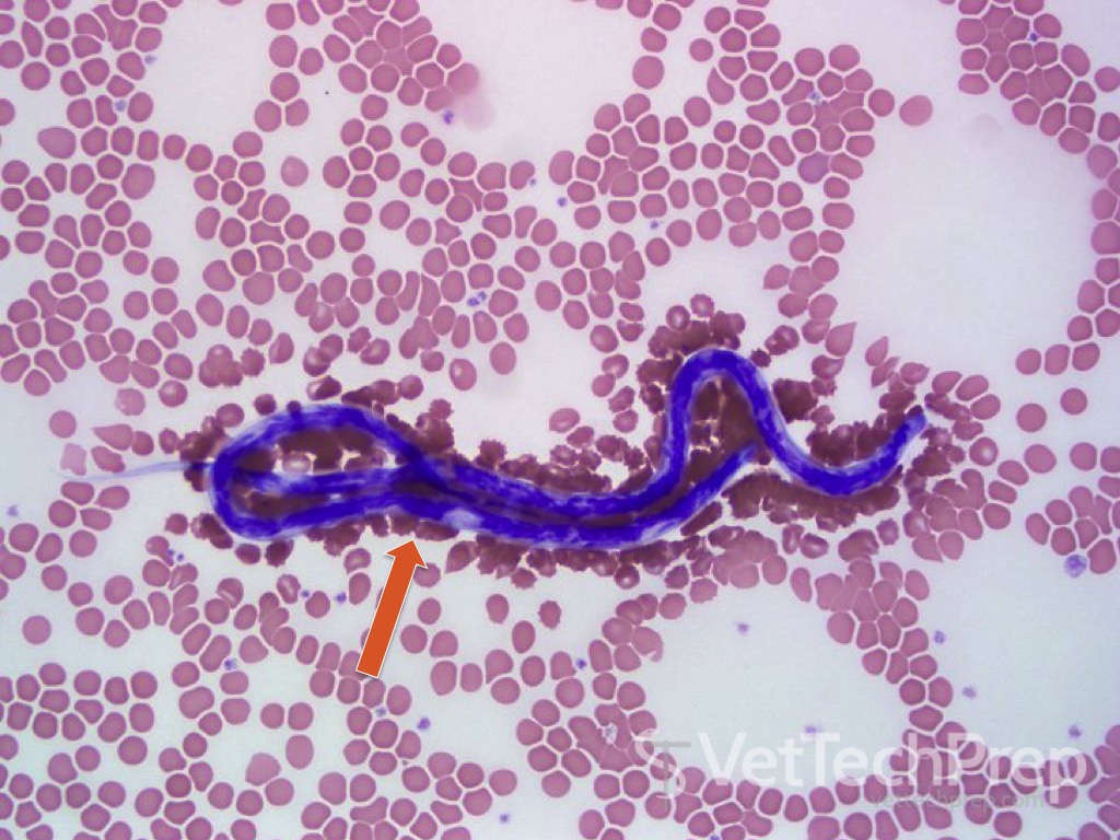 <p>what parasite is this?</p><p>what stage is this parasite in?</p><p>whats the scientific name?</p>