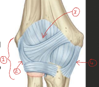 <p>Label this diagram of the elbow joint</p>